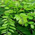 यहां लगाएं करी पत्ते का पौधा, घर में आएगी सुख-समृद्धि