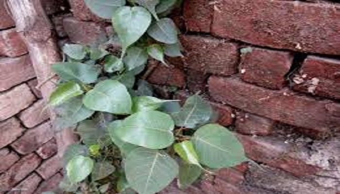 घर से ऐसे हटाएं पीपल के पेड़ को, नहीं लगेगा वास्तु दोष