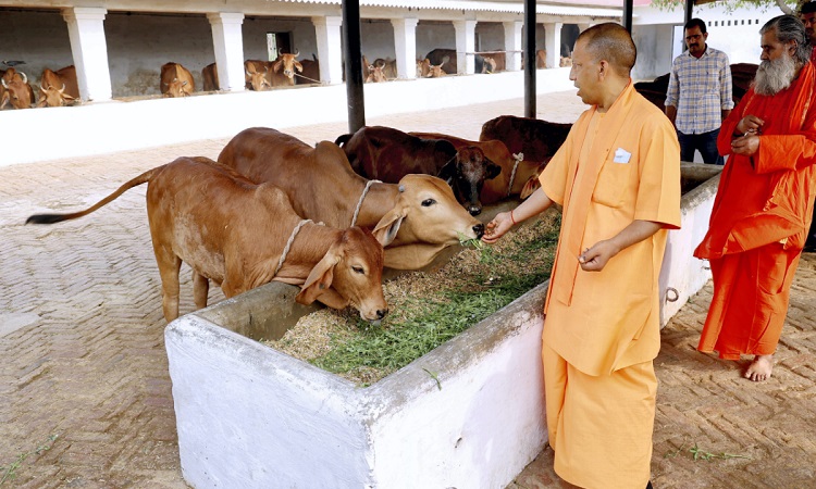 गोसेवी परिवार के लिए मिनी नंदिनी कृषक समृद्धि योजना साबित हुई टर्निंग प्वाइंट