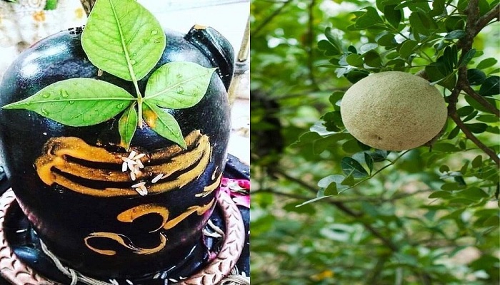 सावन में करें बेल पत्र के ये अचूक उपाय, जीवन में होगा सुख-समृद्धि का आगमन