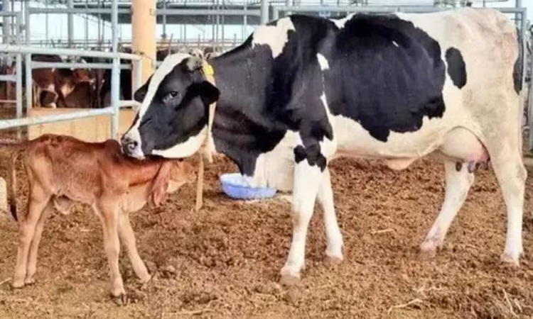योगी सरकार की गो संरक्षण नीति से निकला गो सेवा के साथ रोजगार का नया रास्ता