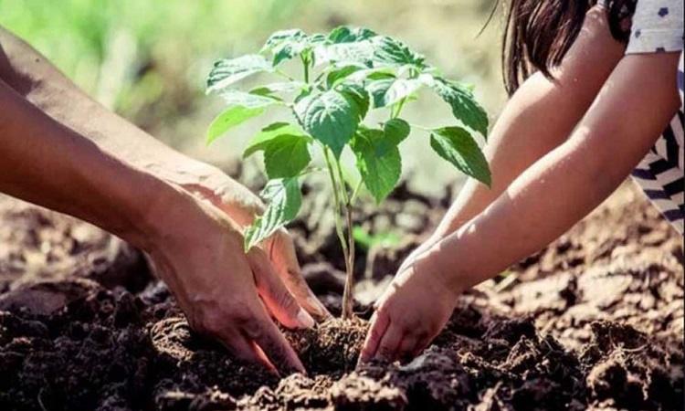 रक्षाबंधन पर पौधरोपण कर भाई-बहन लेंगे पर्यावरण संरक्षण का संकल्प