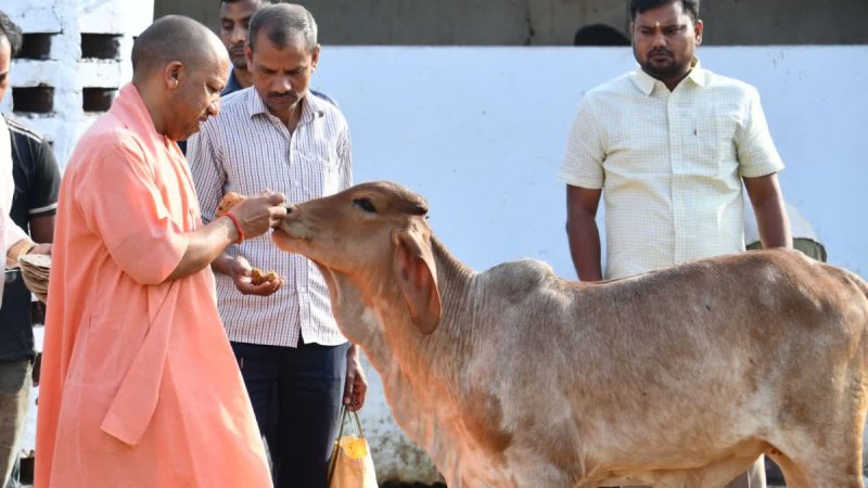 गोरखनाथ मंदिर की गोशाला में सीएम योगी ने की गोसेवा
