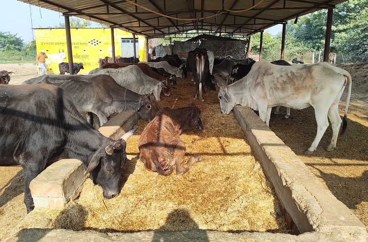 गोशालाओं को अब संरक्षण के साथ बनाया जाएगा आत्मनिर्भरता का मॉडल